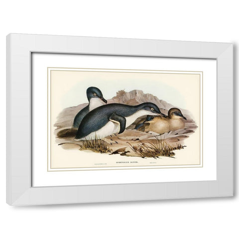 Little Penguin-Spheniscus minor White Modern Wood Framed Art Print with Double Matting by Gould, John