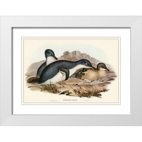 Little Penguin-Spheniscus minor White Modern Wood Framed Art Print with Double Matting by Gould, John