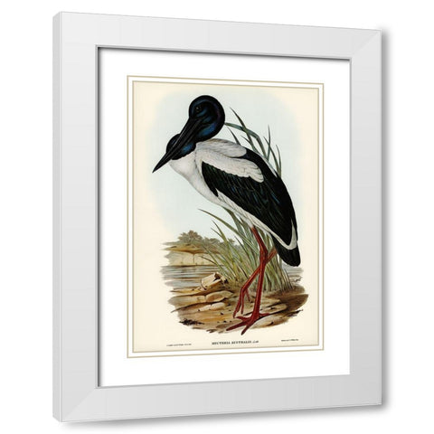 Australian Mycteria-Mycteria Australis White Modern Wood Framed Art Print with Double Matting by Gould, John