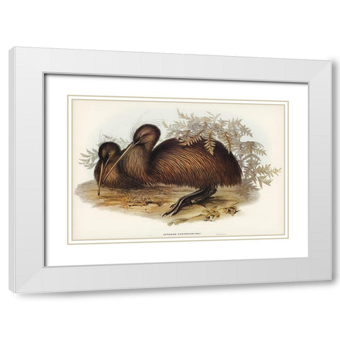 Kiwi-Apteryx Australis White Modern Wood Framed Art Print with Double Matting by Gould, John