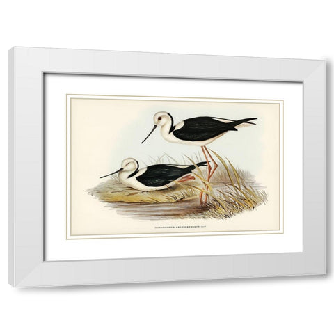 White-headed Stilt-Himantopus leucocephalus White Modern Wood Framed Art Print with Double Matting by Gould, John