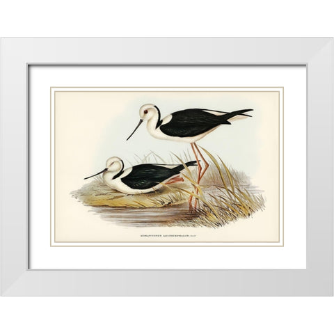 White-headed Stilt-Himantopus leucocephalus White Modern Wood Framed Art Print with Double Matting by Gould, John