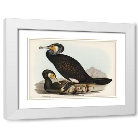 Australian Cormorant-Phalacrocorax Carboides White Modern Wood Framed Art Print with Double Matting by Gould, John