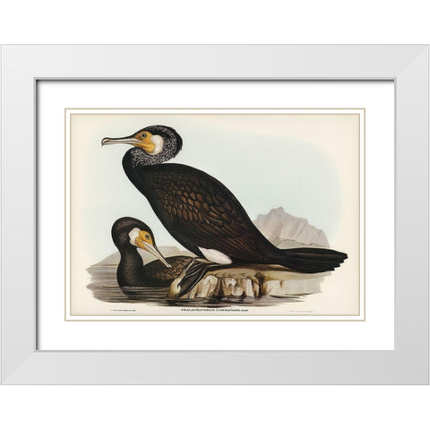 Australian Cormorant-Phalacrocorax Carboides White Modern Wood Framed Art Print with Double Matting by Gould, John