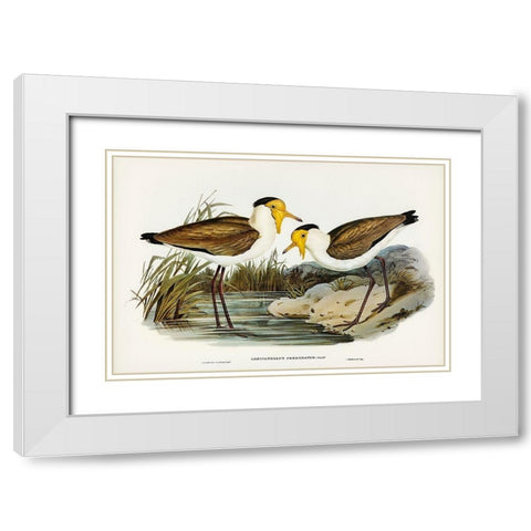 Masked Pewit-Lobivanellus personatus White Modern Wood Framed Art Print with Double Matting by Gould, John