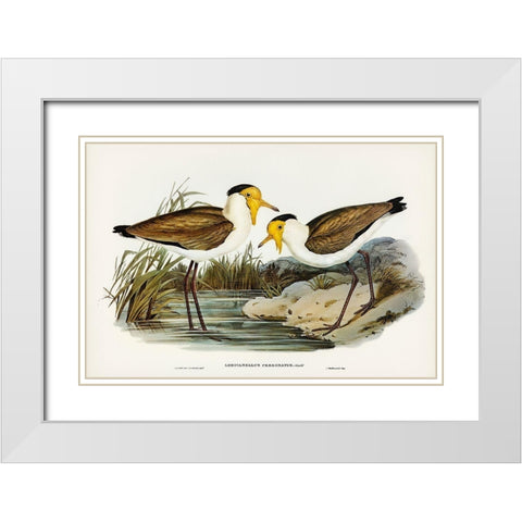 Masked Pewit-Lobivanellus personatus White Modern Wood Framed Art Print with Double Matting by Gould, John