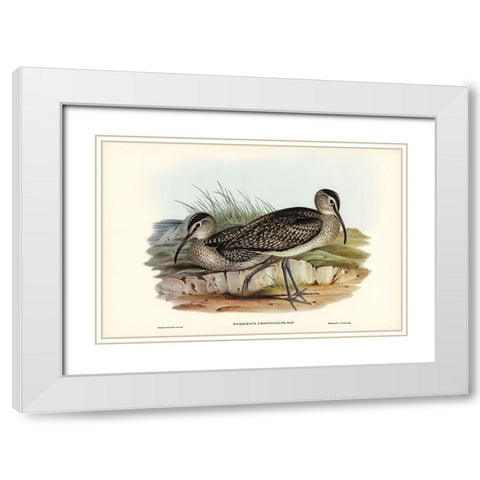 Australian Whimbrel-Numenius uropygialis White Modern Wood Framed Art Print with Double Matting by Gould, John