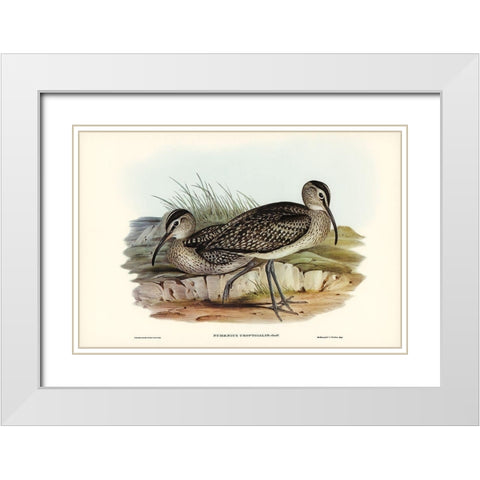 Australian Whimbrel-Numenius uropygialis White Modern Wood Framed Art Print with Double Matting by Gould, John