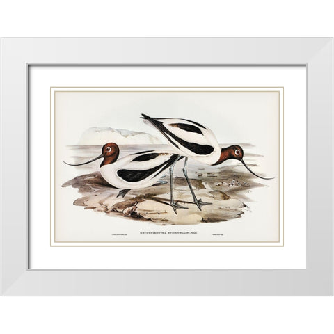 Red-necked Avocet-Recurvirostris rubricollis White Modern Wood Framed Art Print with Double Matting by Gould, John