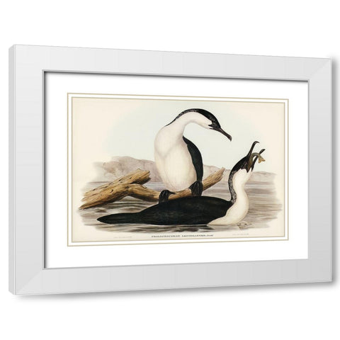 White-breasted Cormorant-Phalacrocorax leucogaster White Modern Wood Framed Art Print with Double Matting by Gould, John