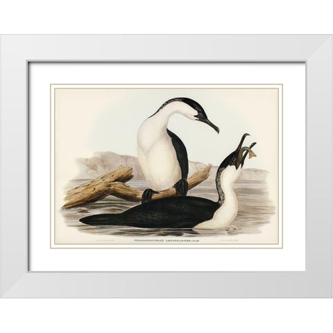 White-breasted Cormorant-Phalacrocorax leucogaster White Modern Wood Framed Art Print with Double Matting by Gould, John