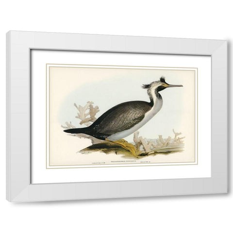 Spotted Cormorant-Phalacrocorax punctatus White Modern Wood Framed Art Print with Double Matting by Gould, John