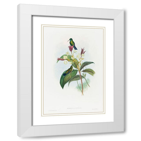Eucephala caerulea-Blue-chinned Sapphire White Modern Wood Framed Art Print with Double Matting by Gould, John