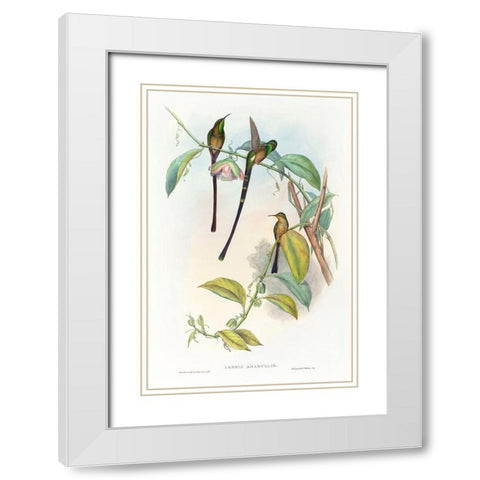 Lesbia Amaryllis White Modern Wood Framed Art Print with Double Matting by Gould, John