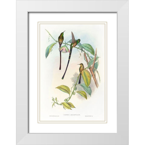 Lesbia Amaryllis White Modern Wood Framed Art Print with Double Matting by Gould, John