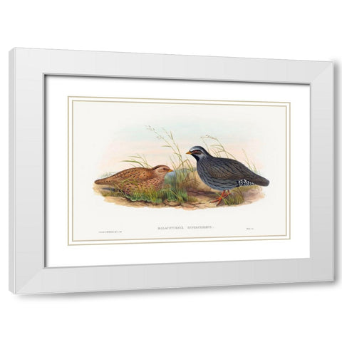 Malacoturnix superciliosus-Mountain Quail White Modern Wood Framed Art Print with Double Matting by Gould, John