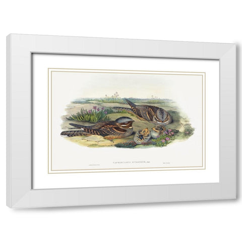 Caprimulgus europaeus-Nightjar White Modern Wood Framed Art Print with Double Matting by Gould, John
