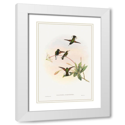 Callipharus nigriventris-Black-bellied Hummingbird White Modern Wood Framed Art Print with Double Matting by Gould, John