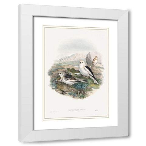 The birds of Great Britain-Plestrophanes Nivalis White Modern Wood Framed Art Print with Double Matting by Gould, John