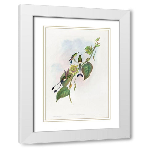 Spathura underwoodi-White-footed Racket-Tail White Modern Wood Framed Art Print with Double Matting by Gould, John
