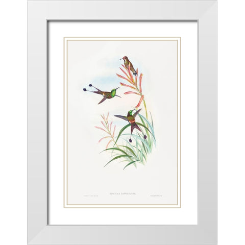 Discura longicauda-Racket-Tail White Modern Wood Framed Art Print with Double Matting by Gould, John