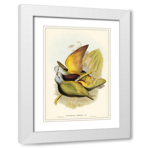Allied Fruit-Pigeon-Carpophaga assimilis White Modern Wood Framed Art Print with Double Matting by Gould, John