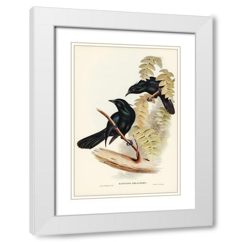 Keraudrens Crow-Shrike-Manucodia Keraudreni White Modern Wood Framed Art Print with Double Matting by Gould, John