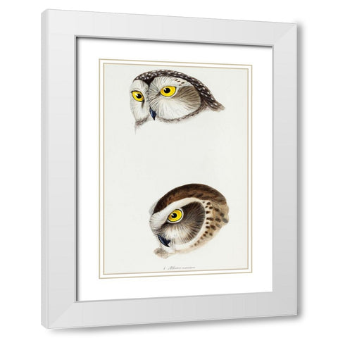 Spotted owl-Athene maculata and Boobook owl-Athene boobook White Modern Wood Framed Art Print with Double Matting by Gould, John