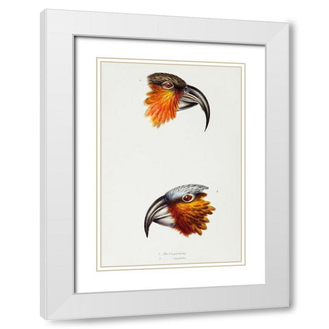 Norfolk kaka-Nestor productus and Kaka parrot-Nestor Hypopolius White Modern Wood Framed Art Print with Double Matting by Gould, John