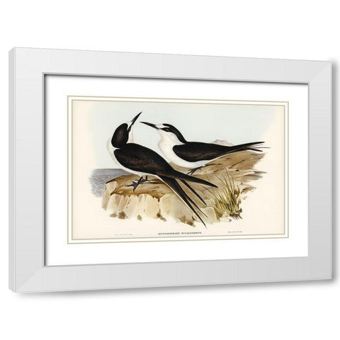 Sooty Tern-Onychoprion fuliginosus White Modern Wood Framed Art Print with Double Matting by Gould, John