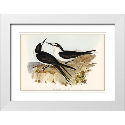 Sooty Tern-Onychoprion fuliginosus White Modern Wood Framed Art Print with Double Matting by Gould, John