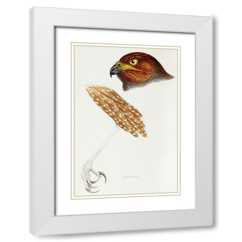 Jardines Harrier-Circus jardinii White Modern Wood Framed Art Print with Double Matting by Gould, John