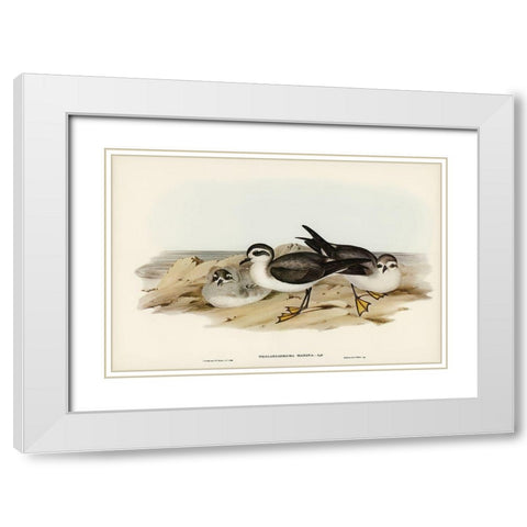 White-faced Storm Petrel-Thalassidroma marina White Modern Wood Framed Art Print with Double Matting by Gould, John