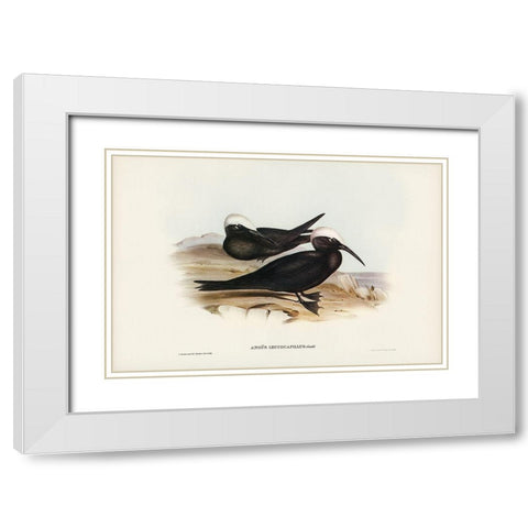 White-capped Tern-Anous leucocapillus White Modern Wood Framed Art Print with Double Matting by Gould, John