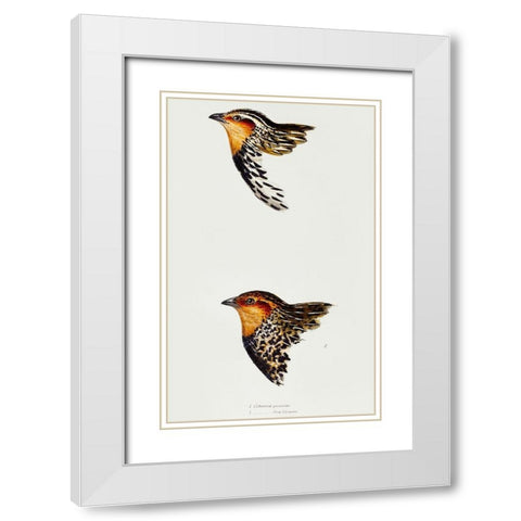 Stubble Quail and New Zealand quail White Modern Wood Framed Art Print with Double Matting by Gould, John
