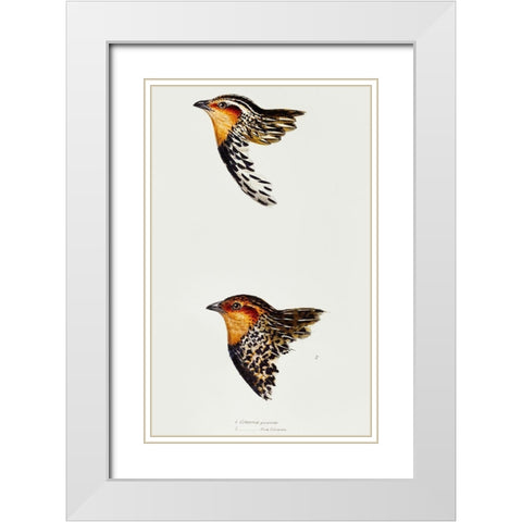 Stubble Quail and New Zealand quail White Modern Wood Framed Art Print with Double Matting by Gould, John