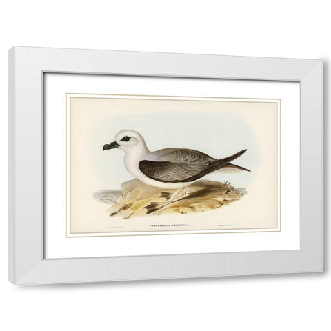 White-headed Petrel-Procellaria Lessonii White Modern Wood Framed Art Print with Double Matting by Gould, John