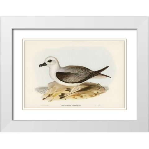 White-headed Petrel-Procellaria Lessonii White Modern Wood Framed Art Print with Double Matting by Gould, John
