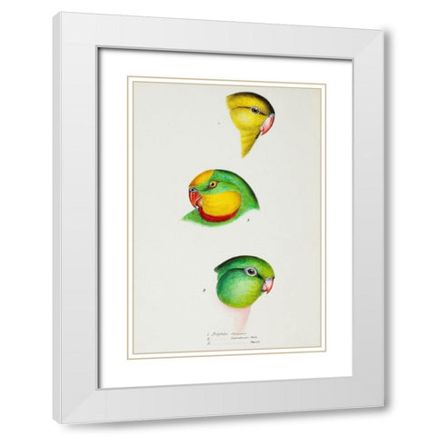 Regent Parrot and Superb parrot White Modern Wood Framed Art Print with Double Matting by Gould, John
