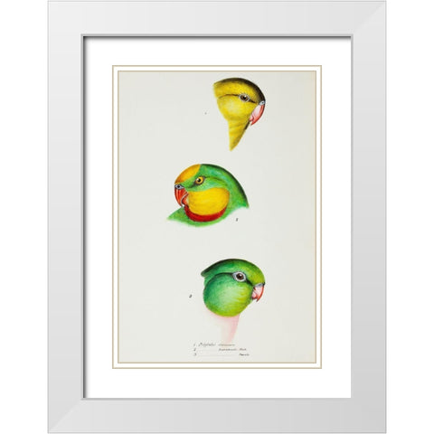 Regent Parrot and Superb parrot White Modern Wood Framed Art Print with Double Matting by Gould, John