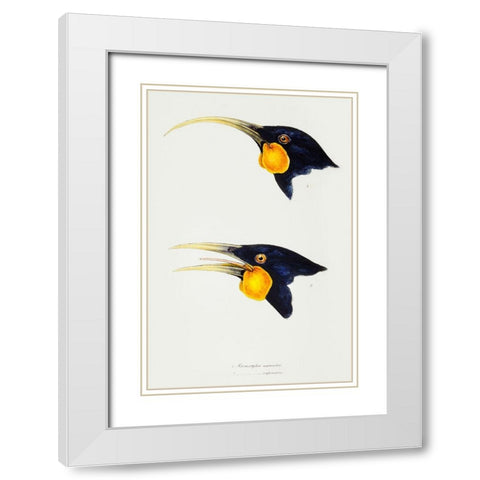 Huia-female and Huia-male White Modern Wood Framed Art Print with Double Matting by Gould, John