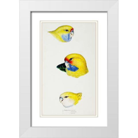 Yellow Rosella-Yellow-bellied Parrakeet and Pale-headed Rosella White Modern Wood Framed Art Print with Double Matting by Gould, John