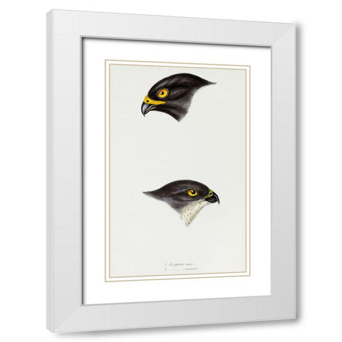 Black sparrow hawk and Collared sparrow Hawk White Modern Wood Framed Art Print with Double Matting by Gould, John