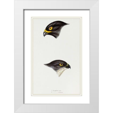 Black sparrow hawk and Collared sparrow Hawk White Modern Wood Framed Art Print with Double Matting by Gould, John