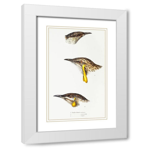 Wattle bird-Red wattlebird and Western wattlebird White Modern Wood Framed Art Print with Double Matting by Gould, John