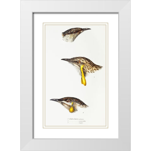 Wattle bird-Red wattlebird and Western wattlebird White Modern Wood Framed Art Print with Double Matting by Gould, John