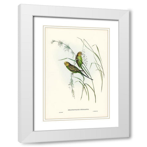 Warbling Grass-Parakeet-Melopsittacus undulatus White Modern Wood Framed Art Print with Double Matting by Gould, John