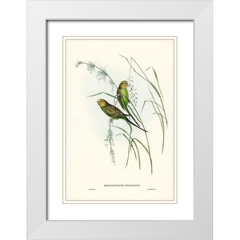Warbling Grass-Parakeet-Melopsittacus undulatus White Modern Wood Framed Art Print with Double Matting by Gould, John