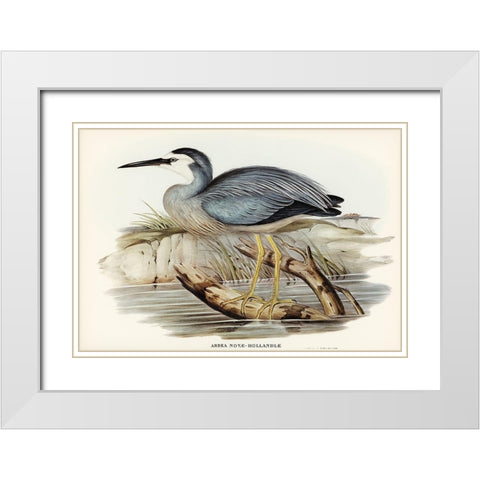 White-fronted Heron-Ardea Novae-Hollandiae White Modern Wood Framed Art Print with Double Matting by Gould, John