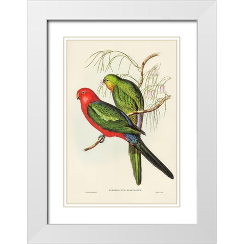 King Lory-Aprosmictus scapulatus White Modern Wood Framed Art Print with Double Matting by Gould, John